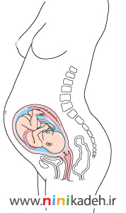 بارداری سه ماهه دوم 